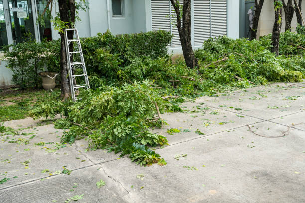 How Our Tree Care Process Works  in  Waxhaw, NC