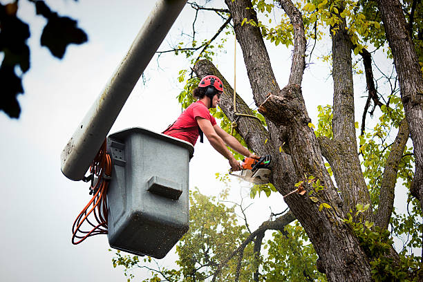 Best Hazardous Tree Removal  in Waxhaw, NC